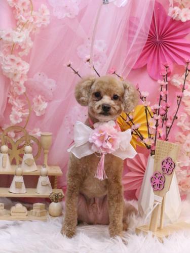 2050320おでんくん